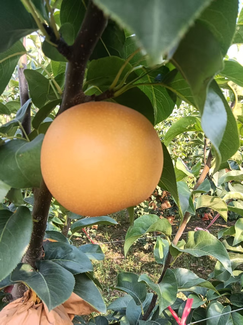 内黄县秋月梨大量上市质量有保证