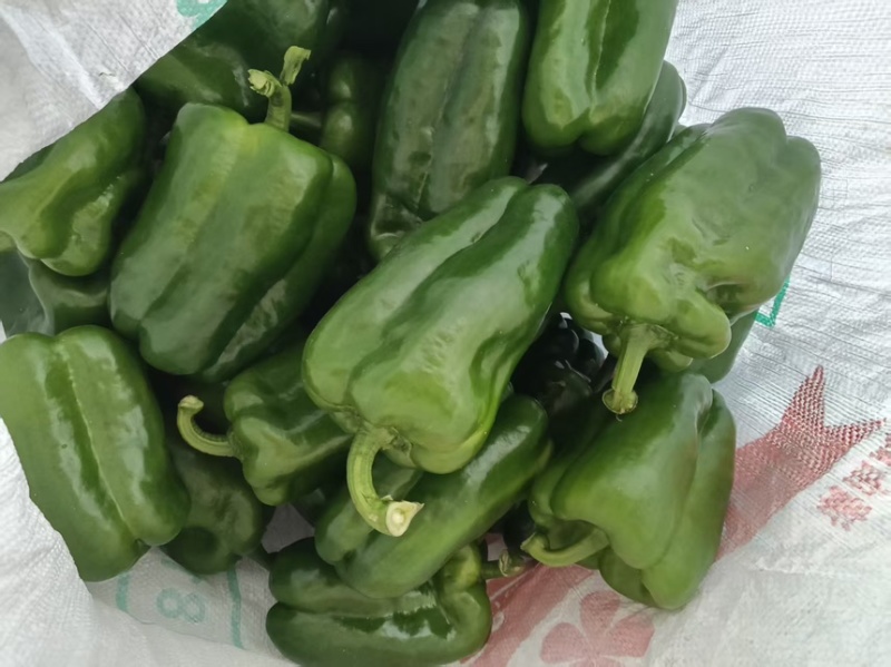 精品太空椒长方椒产地直销质量保证可视频看货欢迎咨询