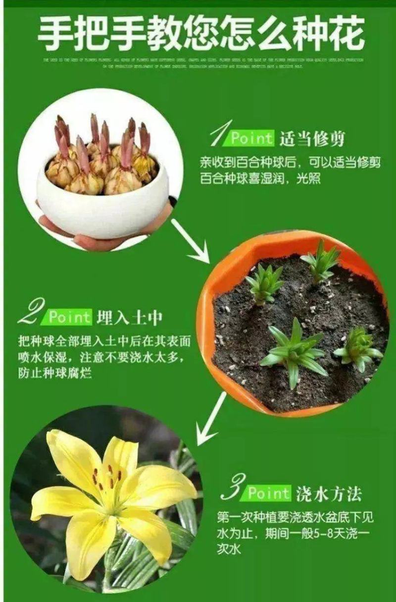 香水百合种球耐寒四季开花盆栽室内阳台花卉厂家直销