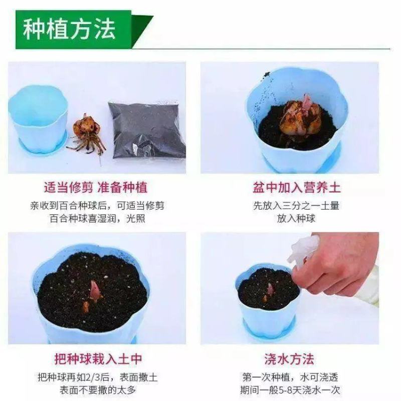 香水百合种球耐寒四季开花盆栽室内阳台花卉厂家直销