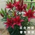 香水百合种球耐寒四季开花盆栽室内阳台花卉厂家直销
