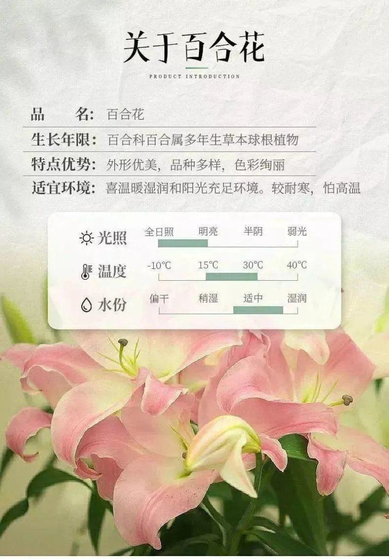 香水百合种球耐寒四季开花盆栽室内阳台花卉厂家直销