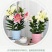 香水百合种球耐寒四季开花盆栽室内阳台花卉厂家直销