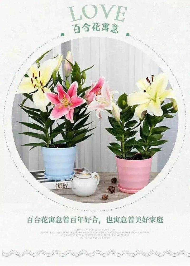 香水百合种球耐寒四季开花盆栽室内阳台花卉厂家直销