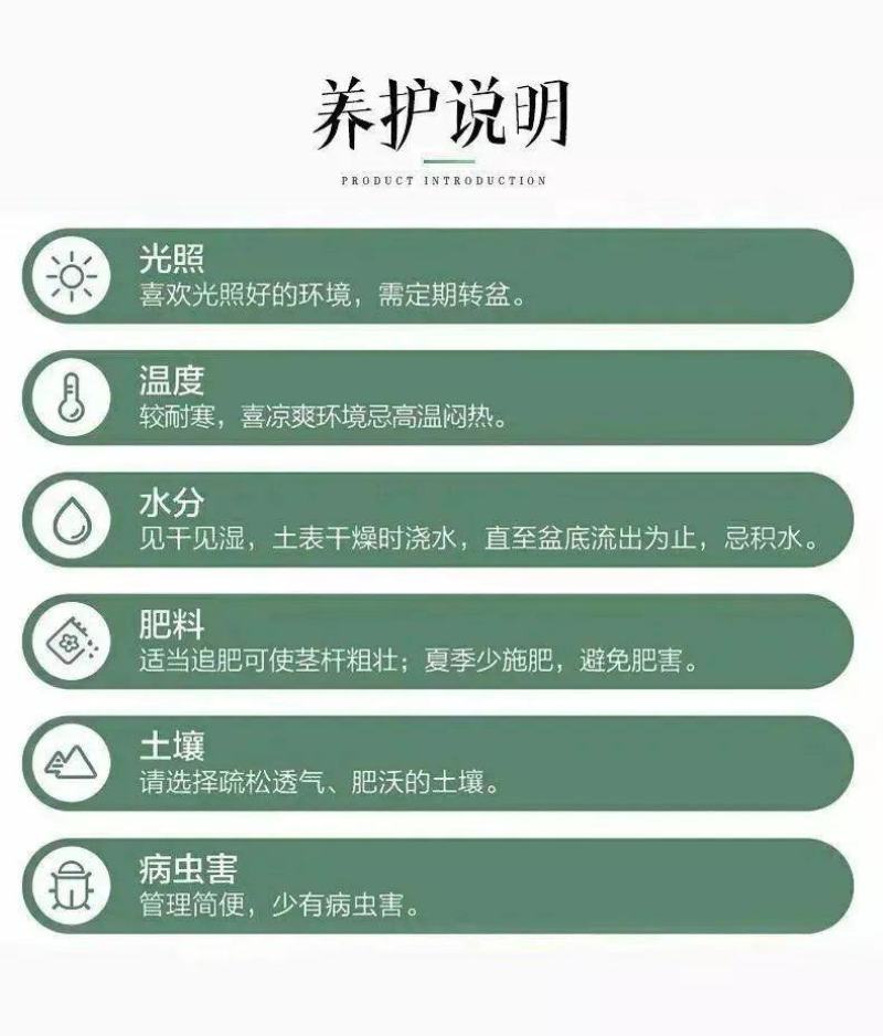 香水百合种球耐寒四季开花盆栽室内阳台花卉厂家直销