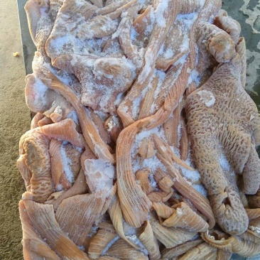 牛大肠精修去油纯清水煮圆肠牛小肠纯干牛伞带牛三代伞肚