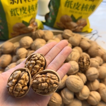 精品185纸皮核桃一手货源量大从优质量保证欢迎咨询