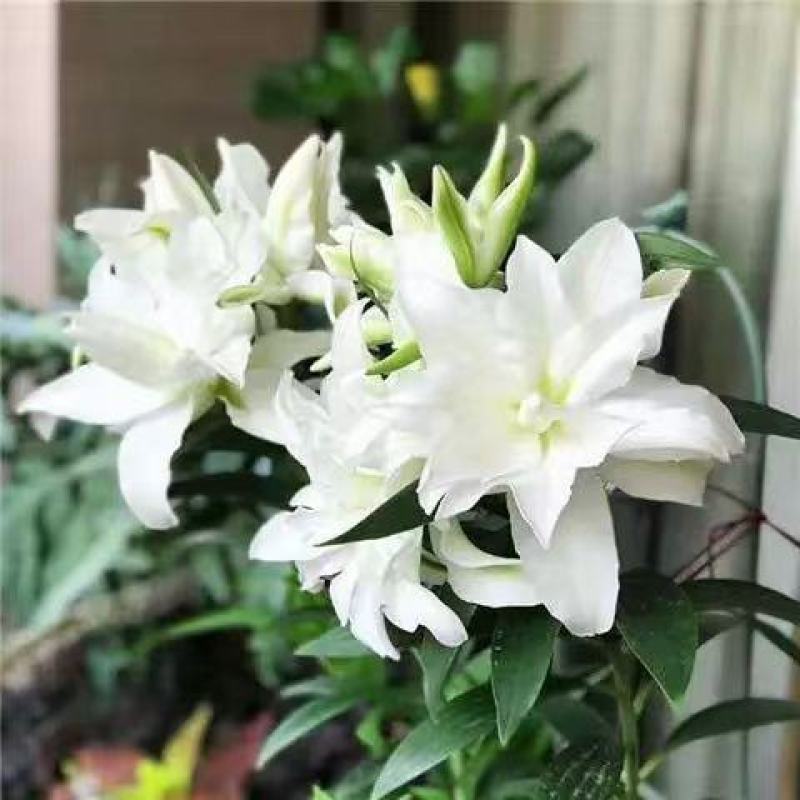 香水百合种球耐寒四季开花盆栽室内阳台花卉厂家直销