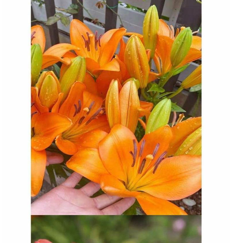 香水百合种球耐寒四季开花盆栽室内阳台花卉厂家直销