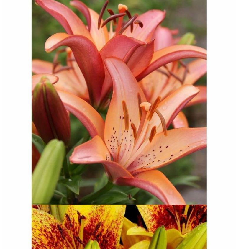 香水百合种球耐寒四季开花盆栽室内阳台花卉厂家直销