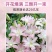 香水百合种球耐寒四季开花盆栽室内阳台花卉厂家直销