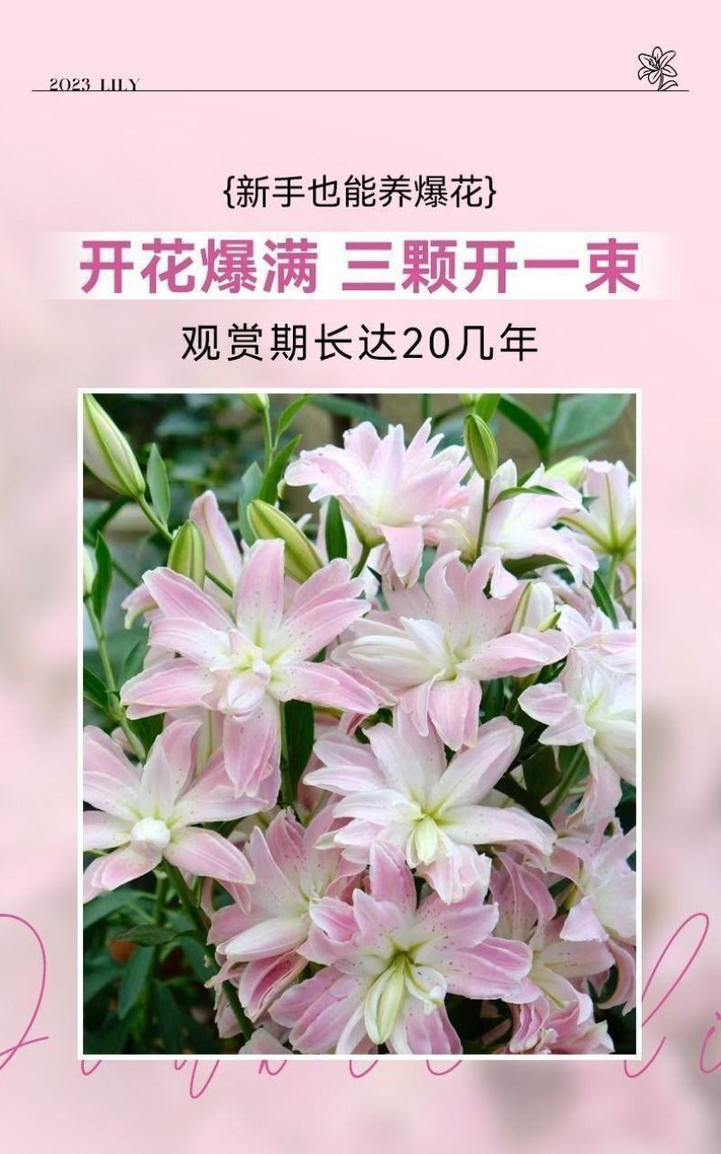 香水百合种球耐寒四季开花盆栽室内阳台花卉厂家直销