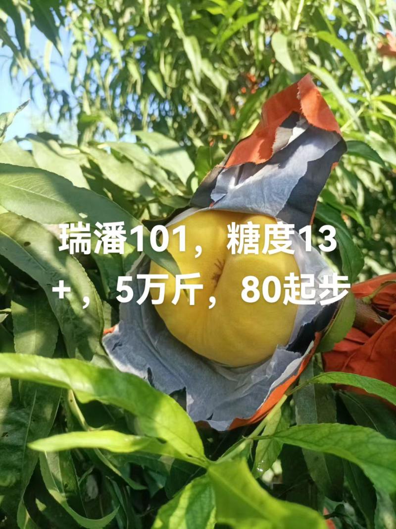 蟠桃，陕西关中地区，口感颜色非常好，保质保量，可议价