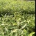 麻栎苗（容器苗和裸根苗）公司自育自销产品，无中间商赚差价