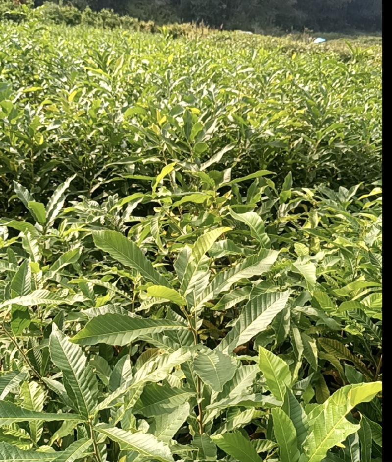 麻栎苗（容器苗和裸根苗）公司自育自销产品，无中间商赚差价