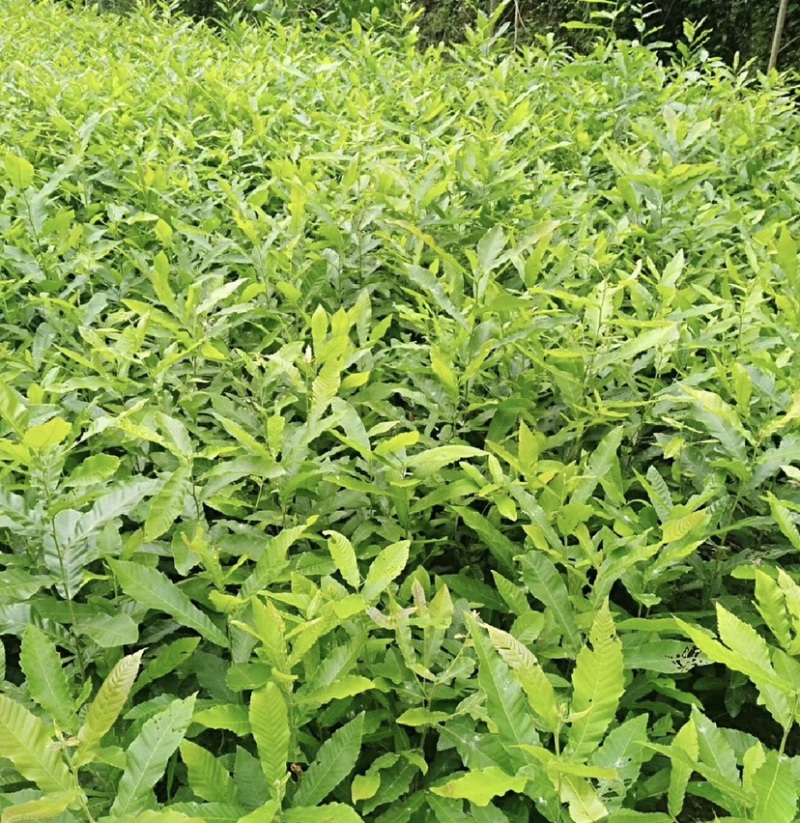 麻栎苗（容器苗和裸根苗）公司自育自销产品，无中间商赚差价