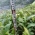 麻栎苗（容器苗和裸根苗）公司自育自销产品，无中间商赚差价