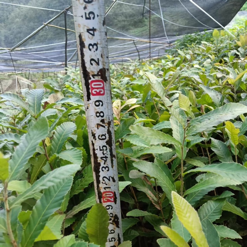 麻栎苗（容器苗和裸根苗）公司自育自销产品，无中间商赚差价