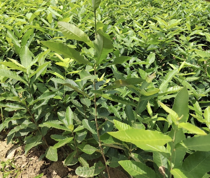 麻栎苗（容器苗和裸根苗）公司自育自销产品，无中间商赚差价