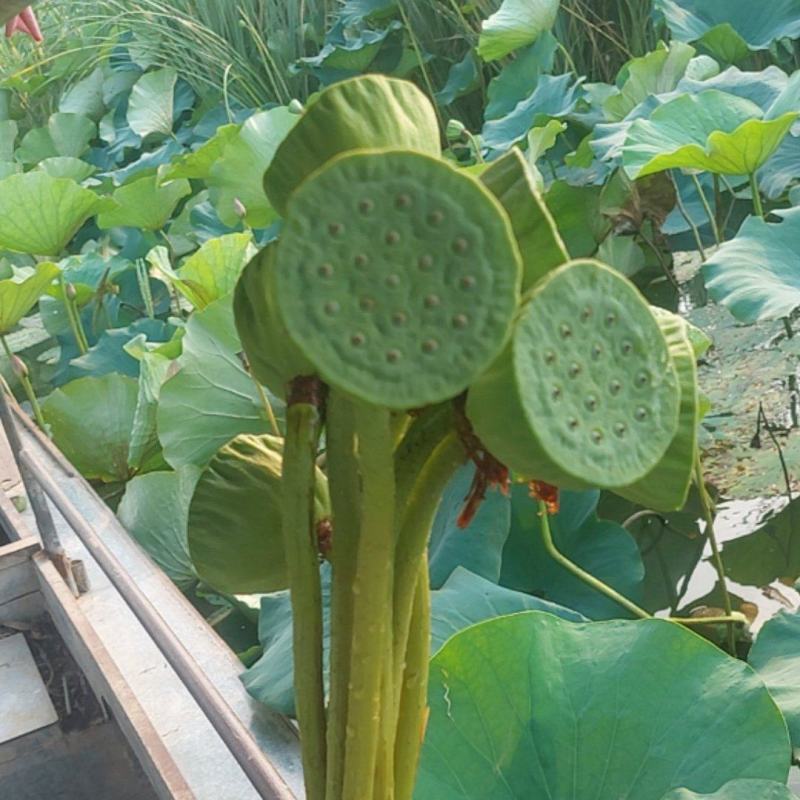 插花莲蓬头