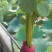 插花莲蓬头