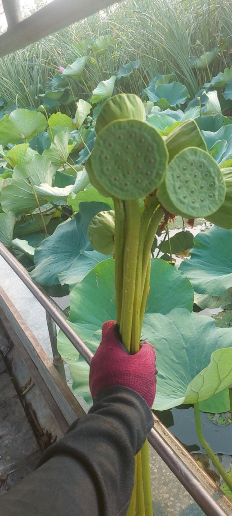 插花莲蓬头