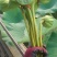 插花莲蓬头