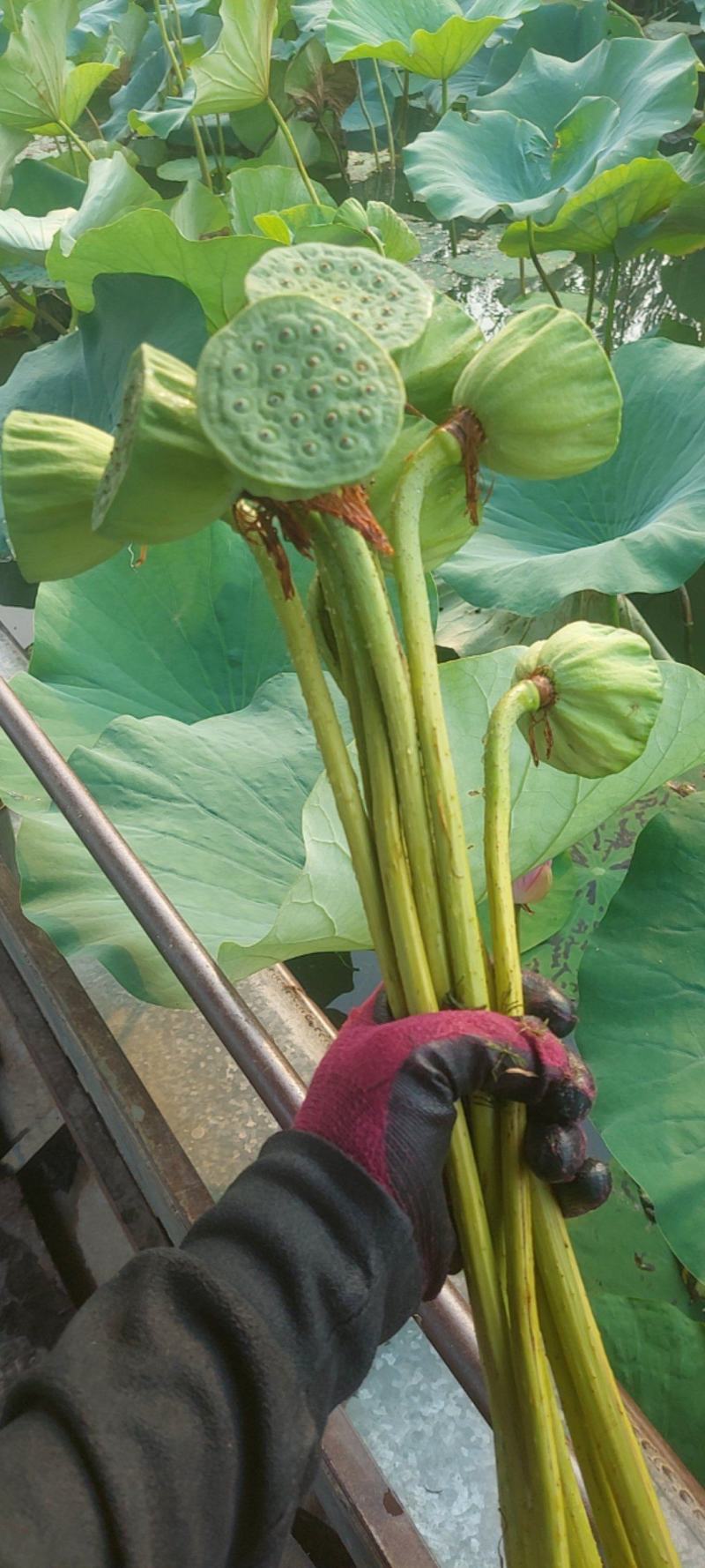 插花莲蓬头