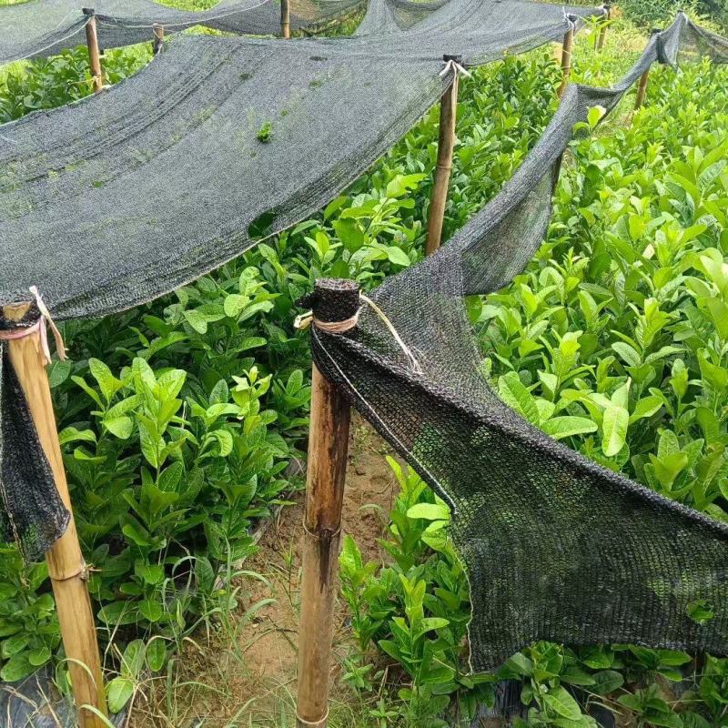 广东佛手柑苗，苗厂直发，量大价优，欢迎来基地考察订购