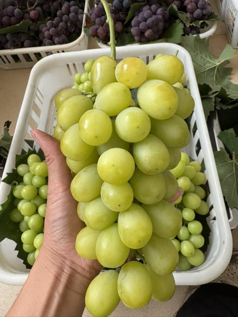【优选】高端阳光玫瑰葡萄品质佳礼盒装批发一件代发全国发货