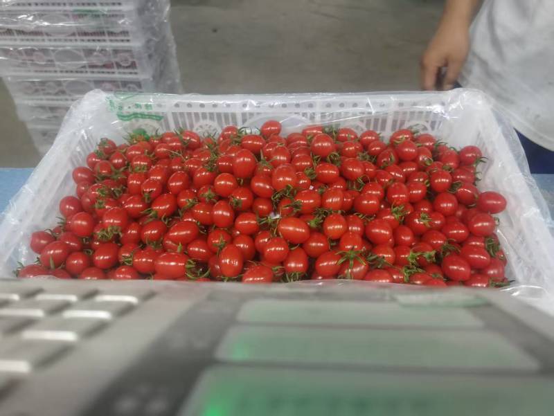 新疆釜山88小糖豆产地直发