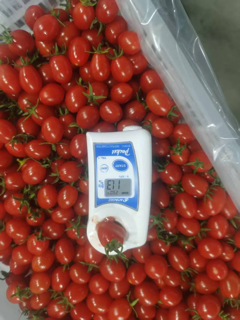 新疆釜山88小糖豆产地直发