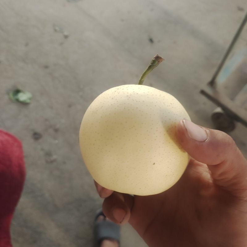 黄金梨纸加膜350~450g