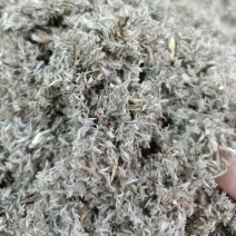 茵陈，产地直发，大量有货，可视频看货，量大从优