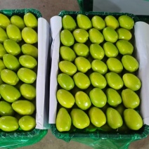 元谌大青枣大量上市
