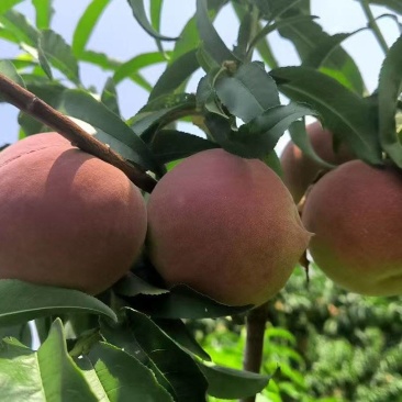 《精选》离核秋彤桃子大量上市中基地直发保质保量售后无忧