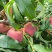 《精选》离核秋彤桃子大量上市中基地直发保质保量售后无忧