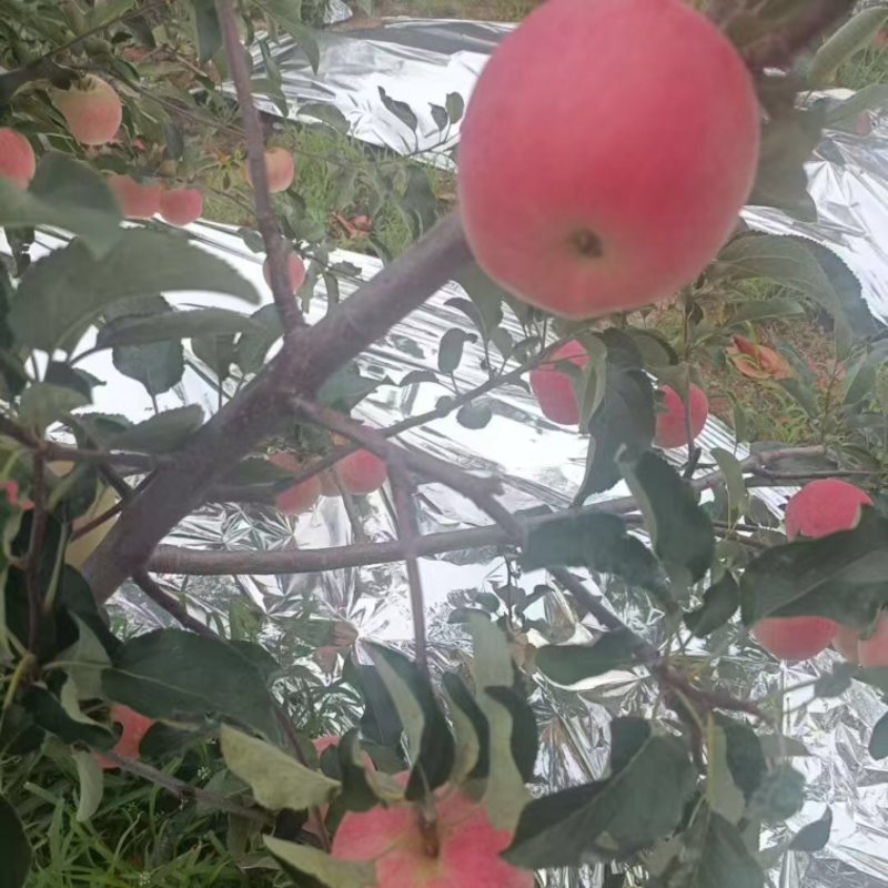 辽宁精品红富士苹果品相好一手货源量大价优，欢迎咨询