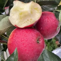 精品苹果，云南红露苹果，大量供应货源充足量大从优