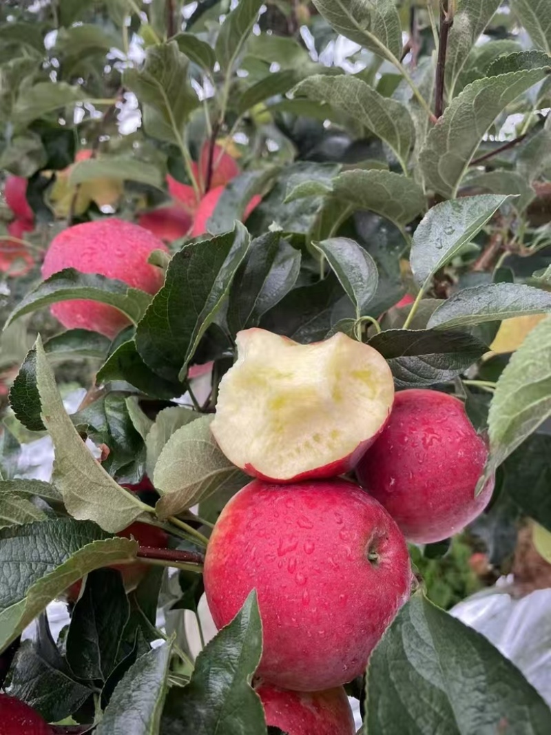 精品苹果，云南红露苹果，大量供应货源充足量大从优