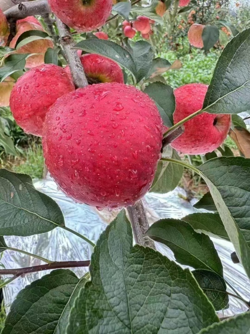 精品苹果，云南红露苹果，大量供应货源充足量大从优