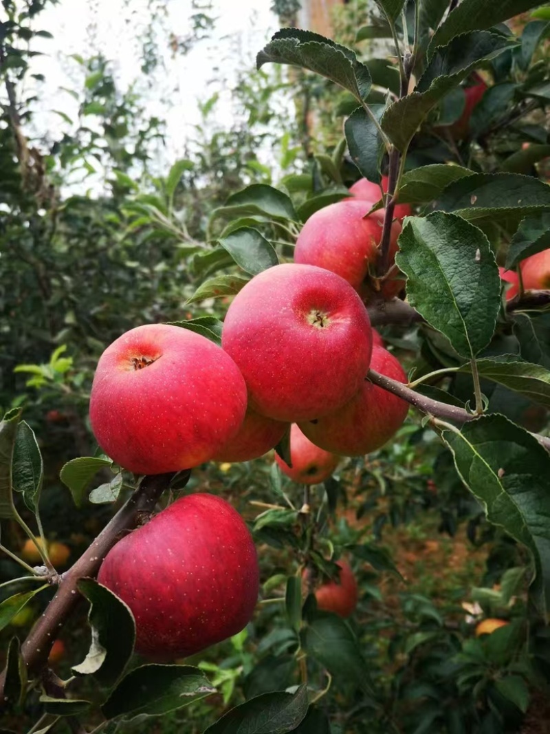 精品苹果，云南红露苹果，大量供应货源充足量大从优