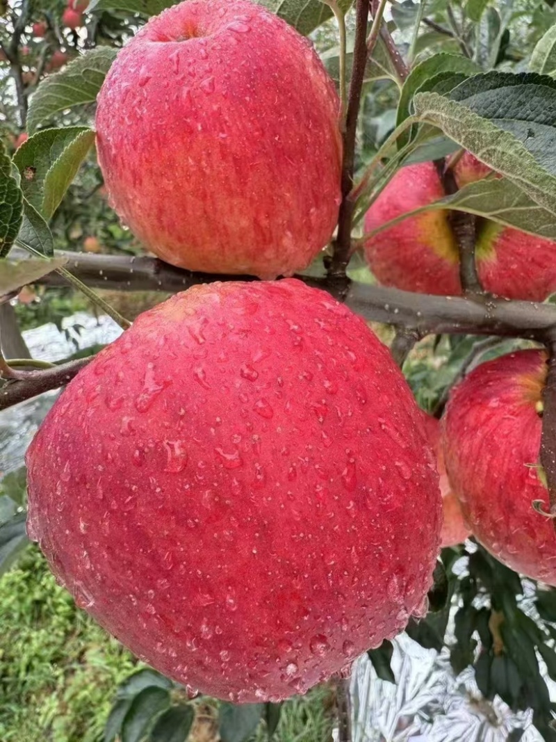 精品苹果，云南红露苹果，大量供应货源充足量大从优