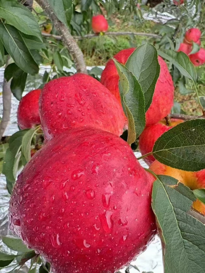 精品苹果，云南红露苹果，大量供应货源充足量大从优