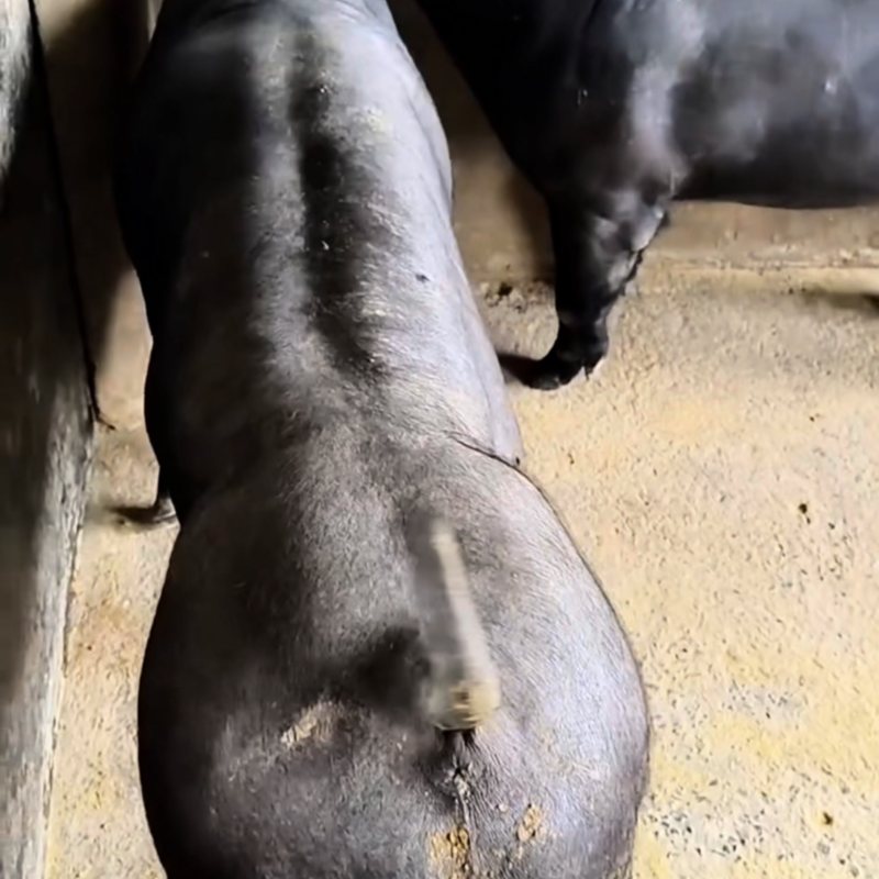 黑金刚公猪母猪国寿黑公猪母猪母猪公猪种猪黑公猪