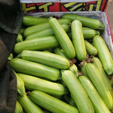 四川攀枝花精品西葫芦小瓜大量上市