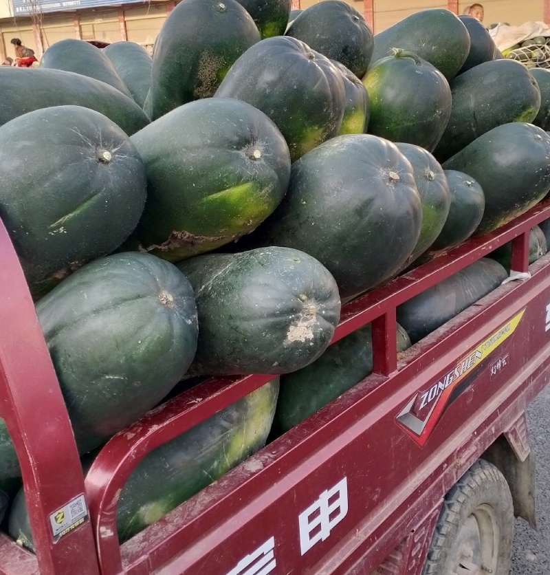 黑皮冬瓜，产地大量有货，对接批发市场超市等