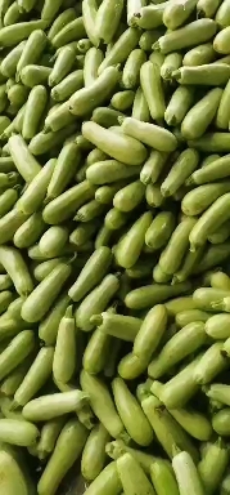 四川攀枝花精品西葫芦小瓜大量上市