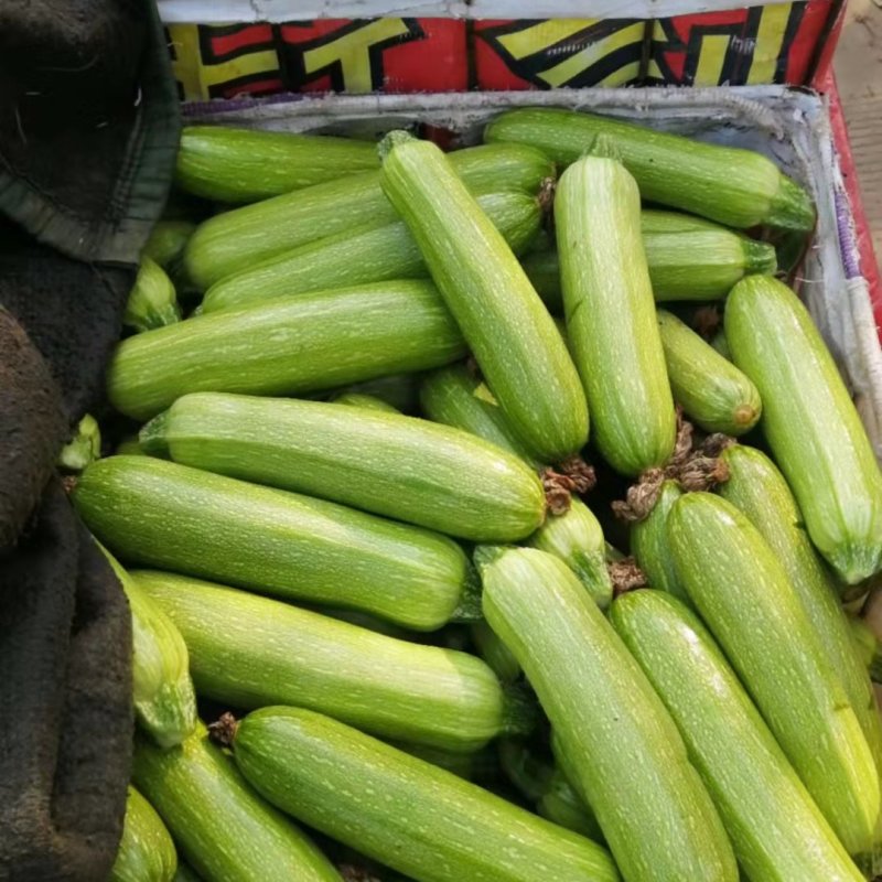 四川攀枝花精品西葫芦小瓜大量上市