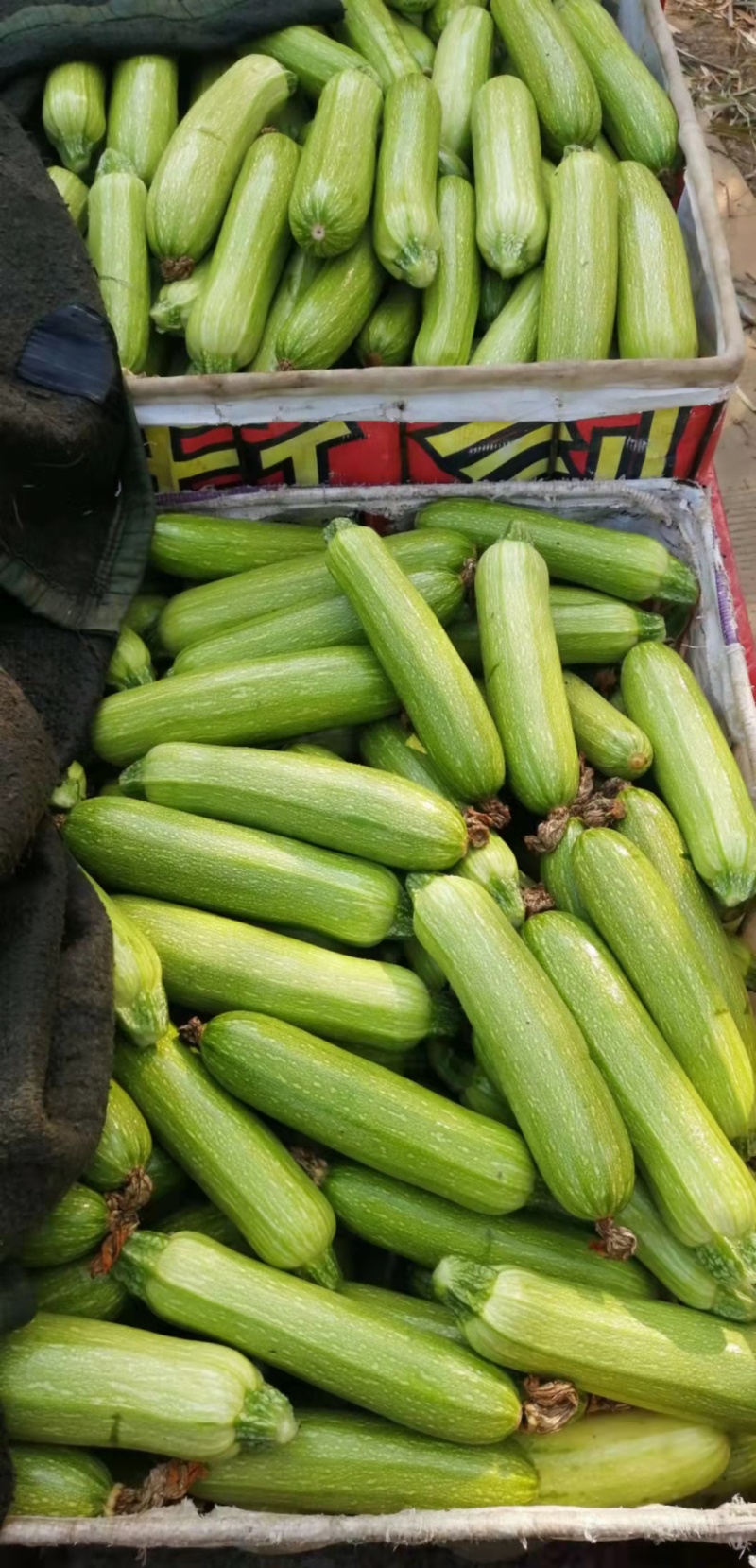 四川攀枝花精品西葫芦小瓜大量上市